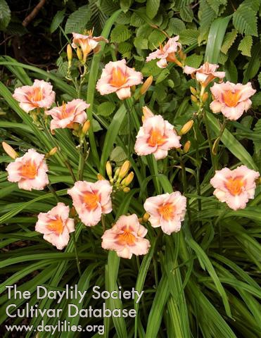 Daylily Longfields Glory